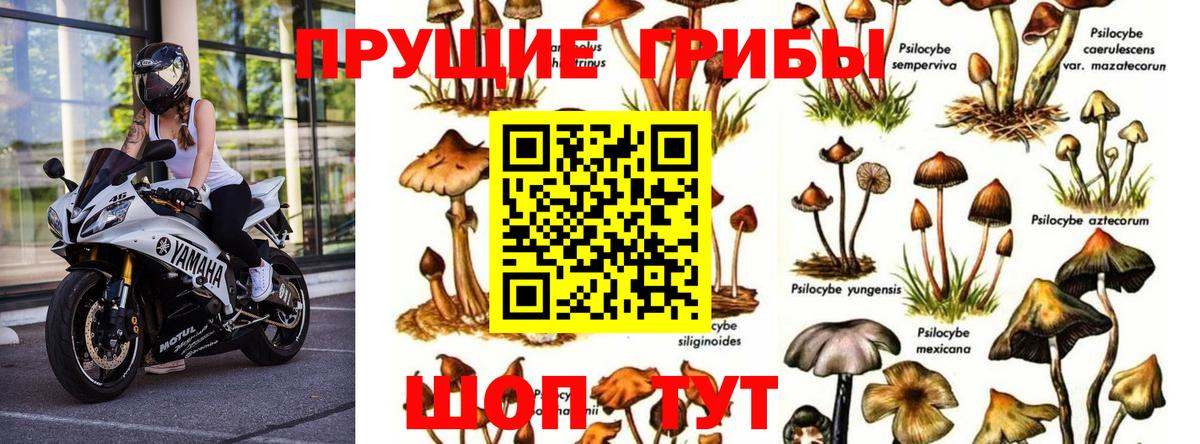 Псилоцибиновые грибы мухоморы  Псилоцибиновые грибы Psilocybine cubensis  Минусинск  Вход с VPN 
